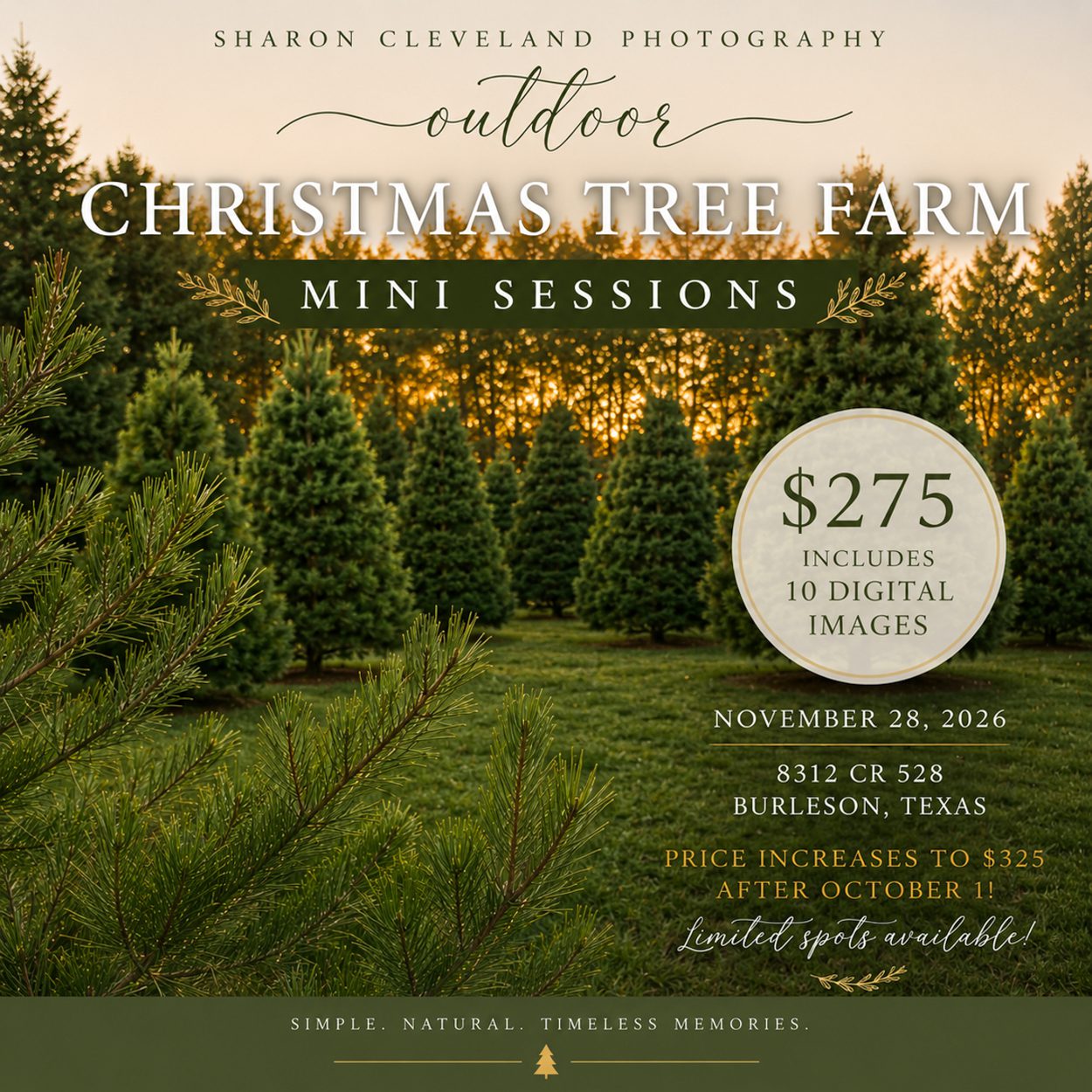 2026 tree farm mini session.